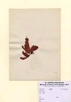 藏品(Grateloupia sp.)的圖片